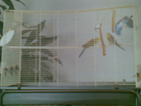 Zariadenie klietky pre andulky