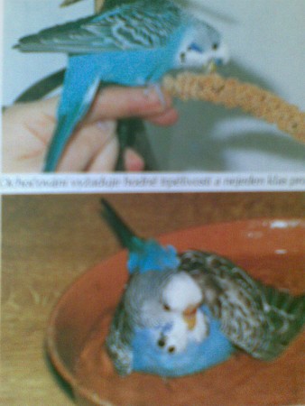 Andulka pri kúpaní