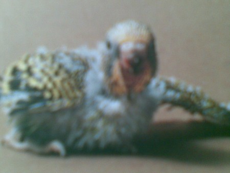 Mláďa andulky vlnkovanej